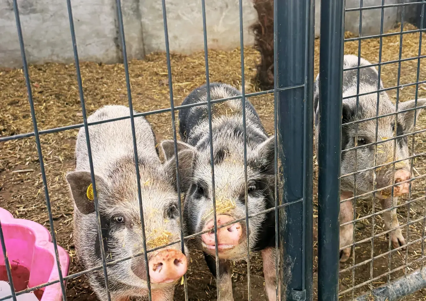 A törpemalacok a kerítésnél